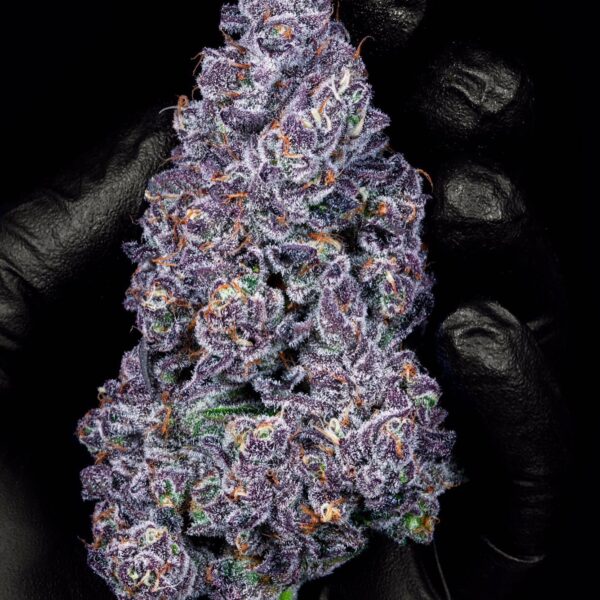 Sweet Cider Sativa – High 30% THC & Low CBD