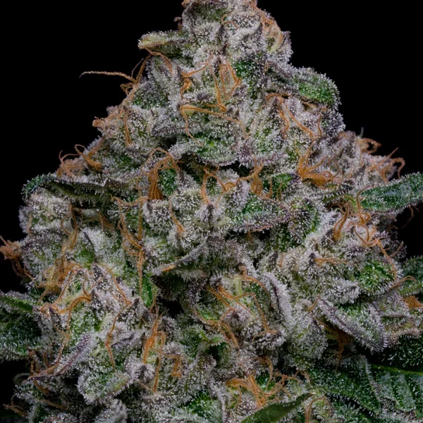 Blue Dream Sativa Hybrid – High THC & Low CBD – Balanced Euphoria Flower